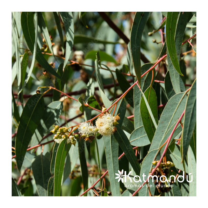 Aceite esencial Eucalipto 5ml