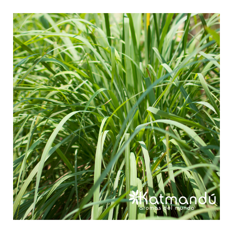 Aceite Esencial Lemongrass 5ml
