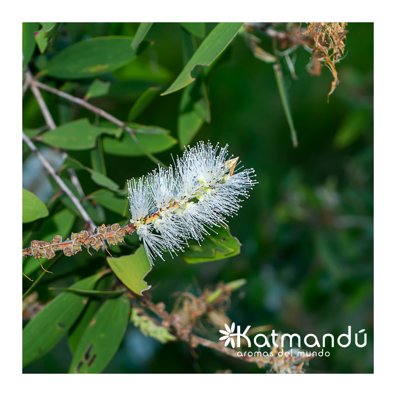 Aceite Esencial Niauli 5 ml