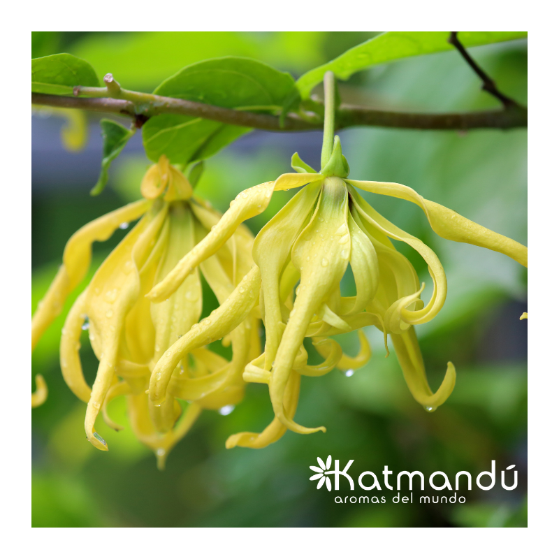 Aceite Esencial Ylang Ylang 5ml