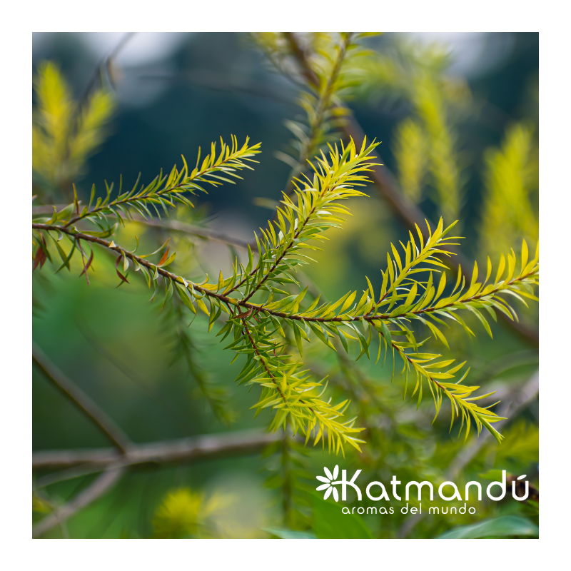 Aceite Esencial | Árbol de Té | ORGANICO | 5ml